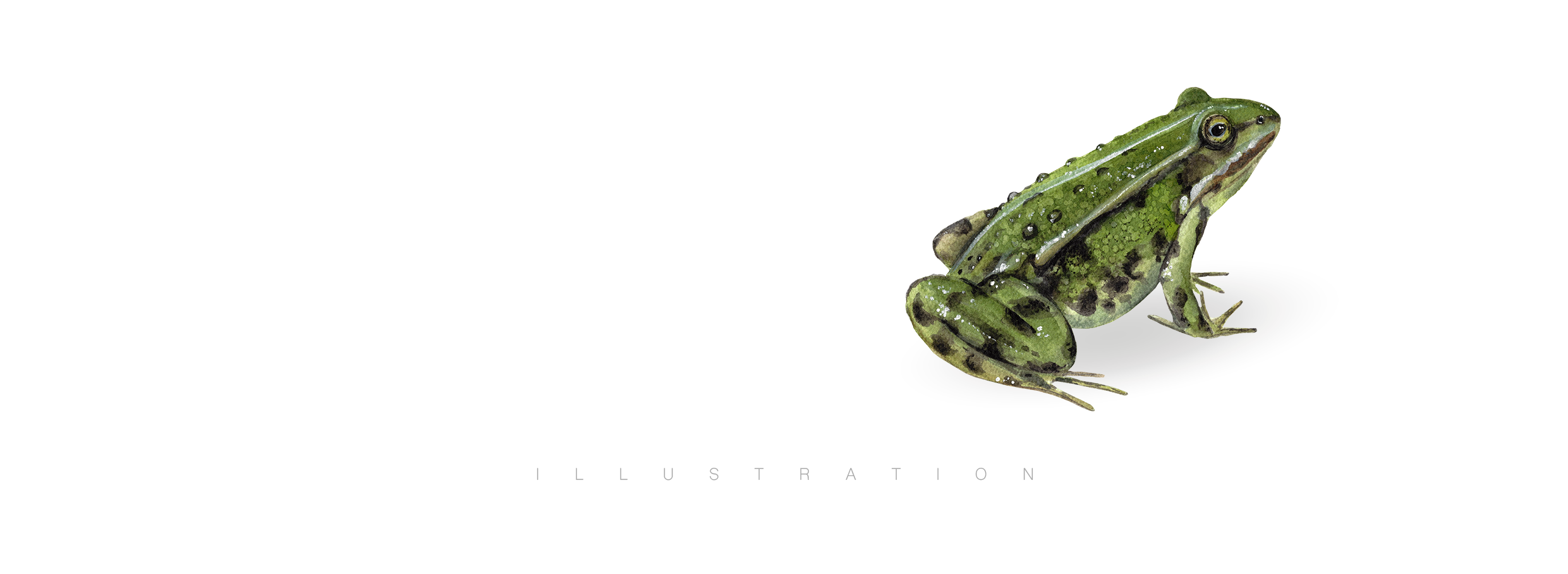 Kseniia_Eroess_Illustration_Watercolour_Frog_Slide-01